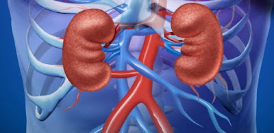 Read more about the article KIDNEY, emotional and spiritual meaning