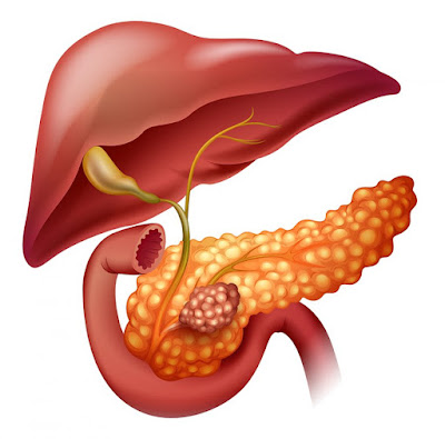 Read more about the article PANCREAS disorders, emotional and spiritual meaning