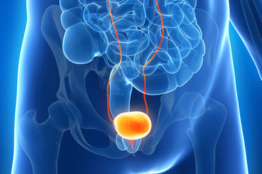 Read more about the article BLADDER, emotional and spiritual meaning