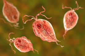 PARASITES, emotional and spiritual meaning