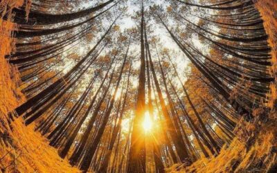 Living from the ego or living from the BEING