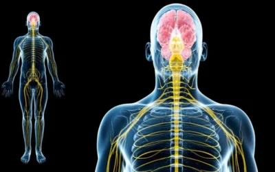 THE VAGUS NERVE
