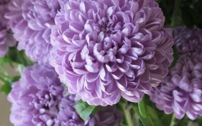 MENINGITIS, emotional and spiritual meaning