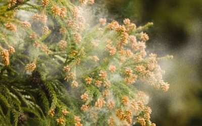POLLEN ALLERGY: Emotional and spiritual meaning